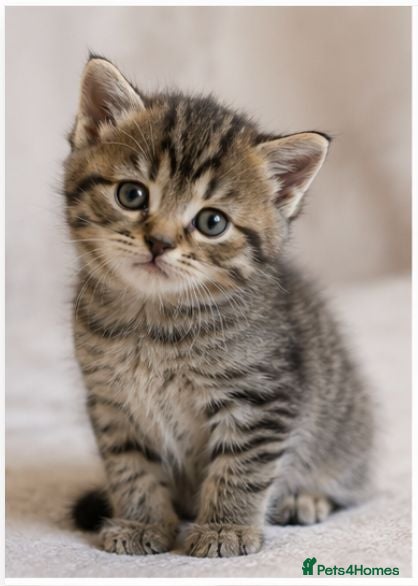 Mixed Breed cats CHAOS kittens of DARIA - Advert 2