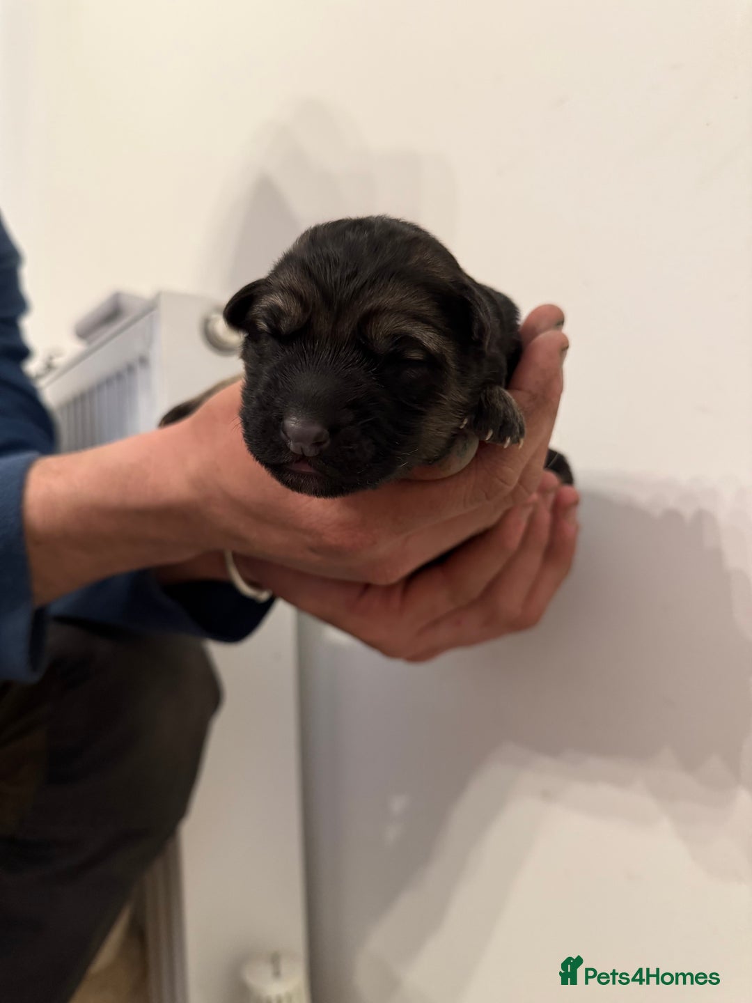 German Shepherd dogs for sale: German Shepherd Puppies - Advert 3