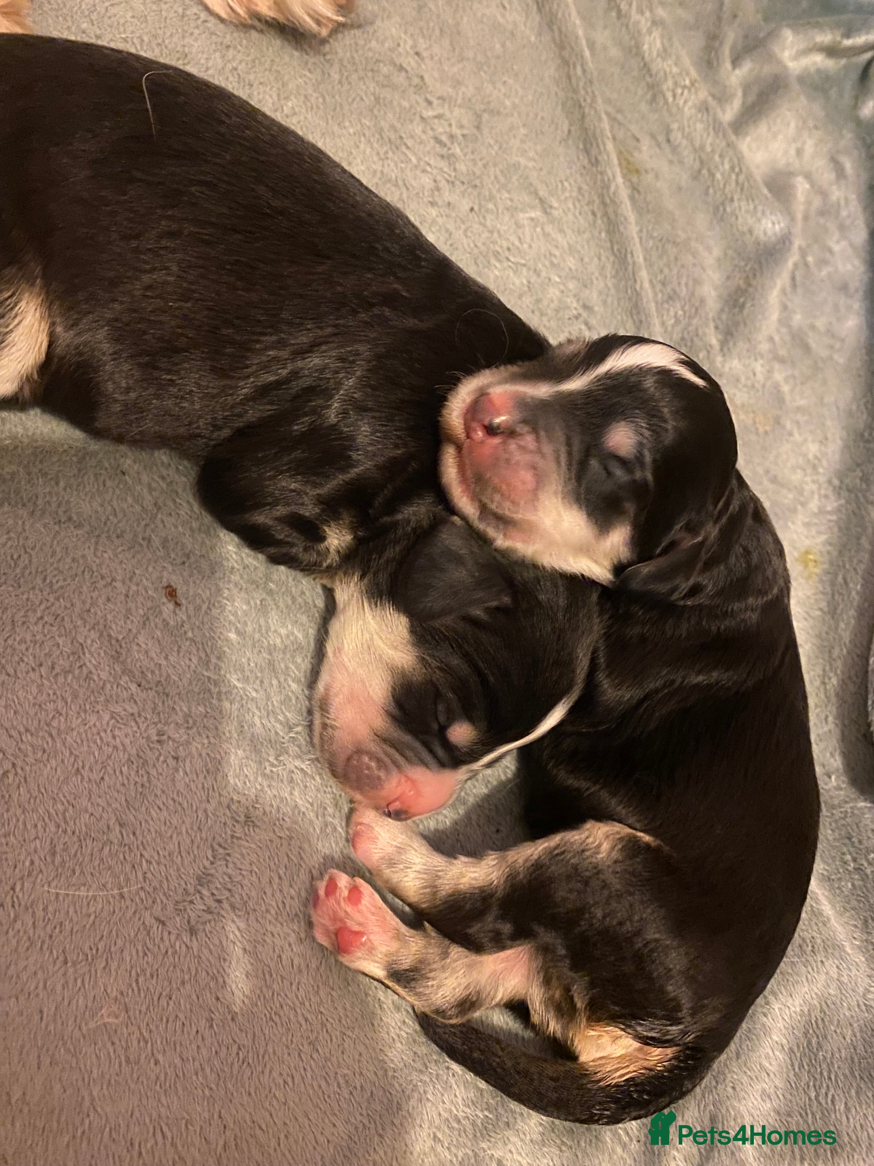 Sproodle dogs Tri sproodle puppies for sale - Advert 1