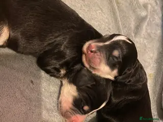 Sproodle dogs Tri sproodle puppies for sale - Advert 5