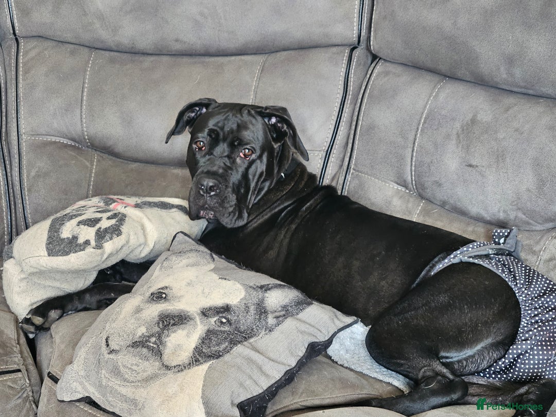 Cane Corso dogs for sale: 2yo cane corso  - Image 6