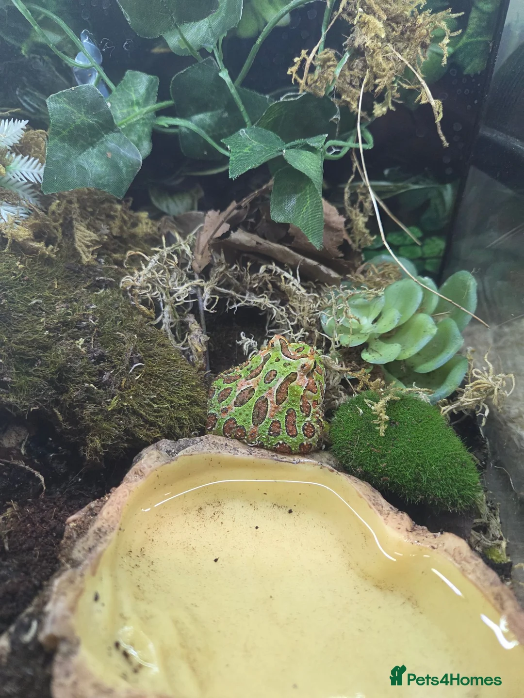 Frog reptiles for sale: Pacman frog and ornate horned frog - Advert 1