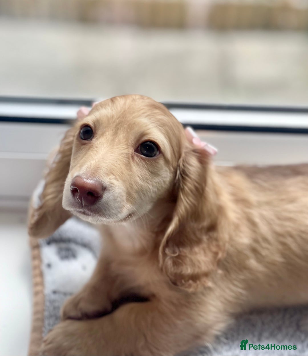 Miniature Dachshund dogs for sale: 💖LAST GIRL💖Longhaired Cream Miniature Dachshund in Bolton - Image 5