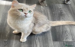 British Shorthair cats for sale: Active Blue Golden Tipped British Shorthair MARCUS - Image 11