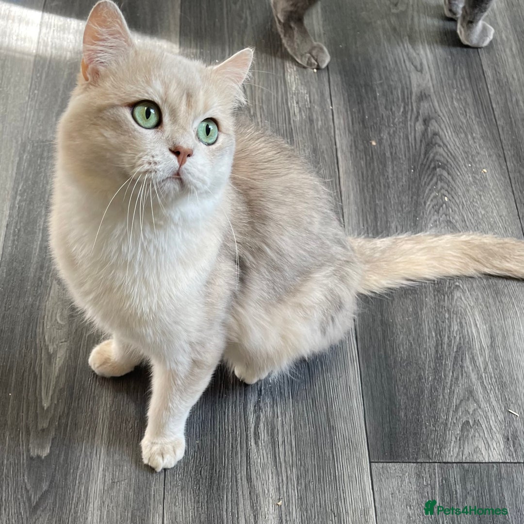 British Shorthair cats for sale: Active Blue Golden Tipped British Shorthair MARCUS - Image 11
