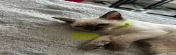 Ragdoll cats for sale: Purebred Ragdoll kittens - boys only - Ready Now! - Advert 5