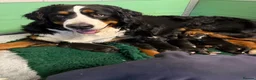 Bernese Mountain Dog dogs for sale: KC Bernese Mountain Dog Puppies - Advert 12