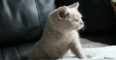 British Shorthair cats - Advert 13