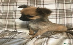 Chorkie dogs for sale: Yorkshire terrier x Chihuahua puppy’s  - Image 1
