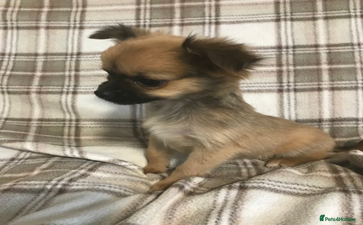 Chorkie dogs - Advert 13