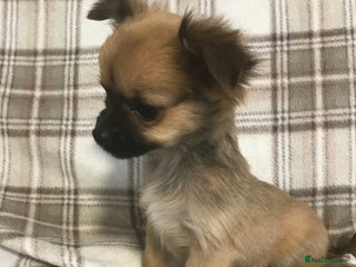 Chorkie dogs - Advert 4