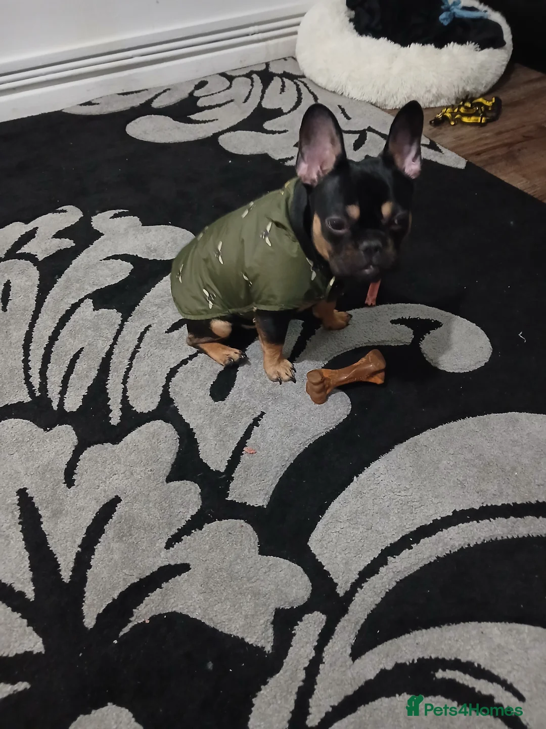 French Bulldog dogs for sale: Girls frencbulldog - Advert 3