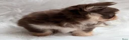 Chihuahua dogs for sale: KC registered long coat chihuahua puppies  - Advert 3