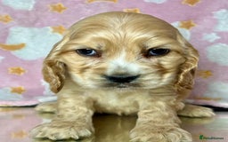 Cocker Spaniel dogs for sale: Health checked Cocker spaniel Puppies - Image 5