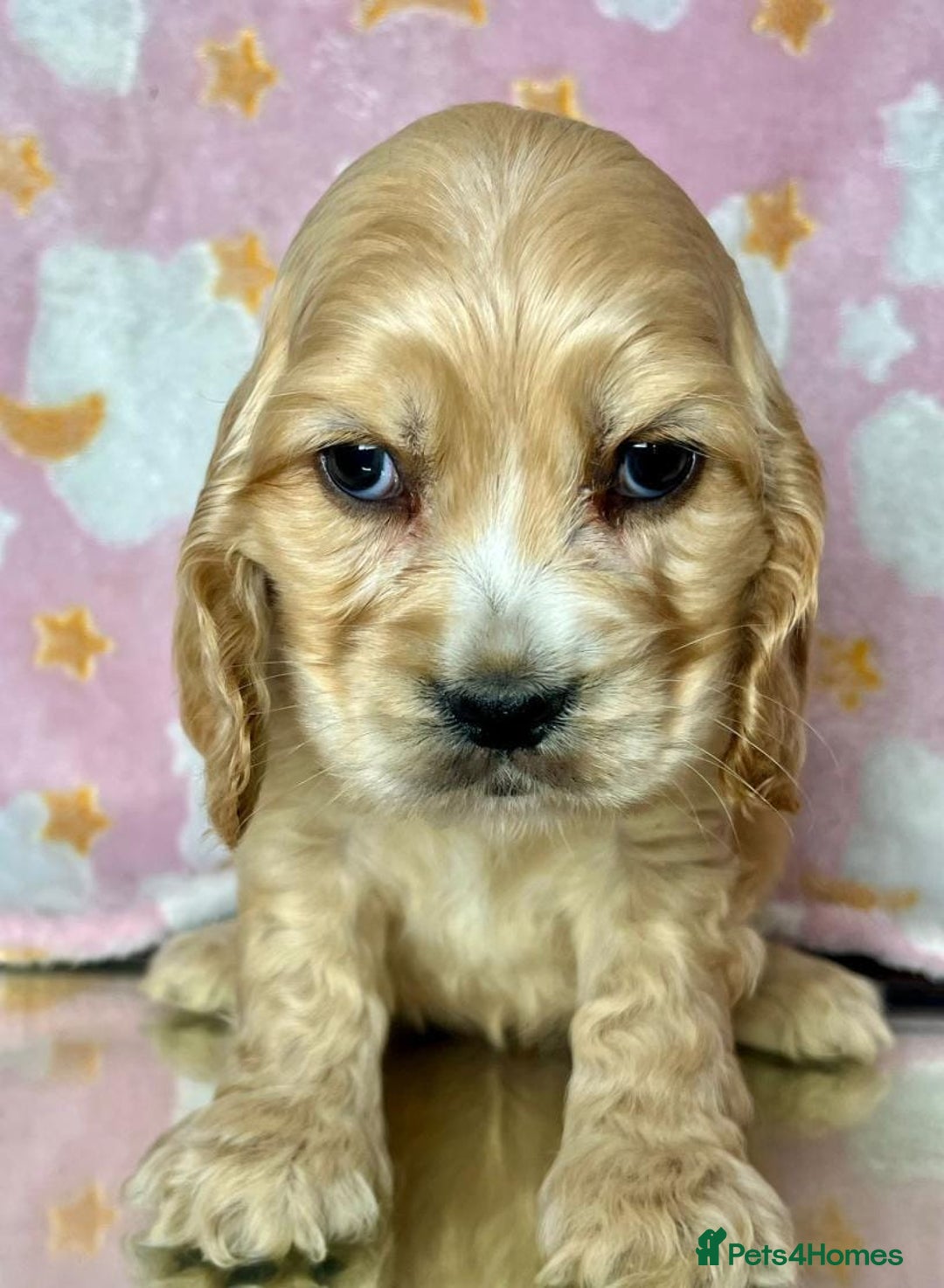 Cocker Spaniel dogs for sale: Health checked Cocker spaniel Puppies - Image 5