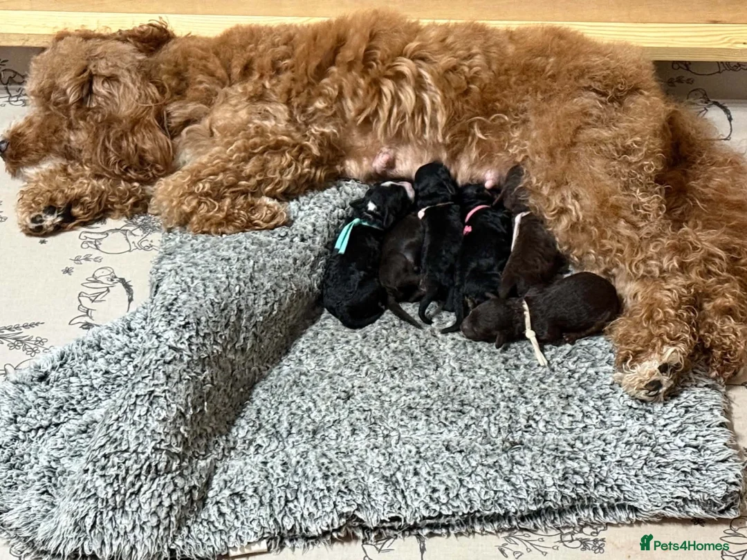 Cockapoo dogs for sale: 🐾 Gorgeous F1bb Cockapoo Puppies 🐾 - Advert 1
