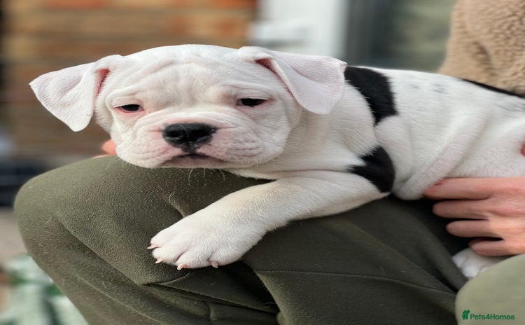 Old Tyme Bulldog dogs - Advert 4