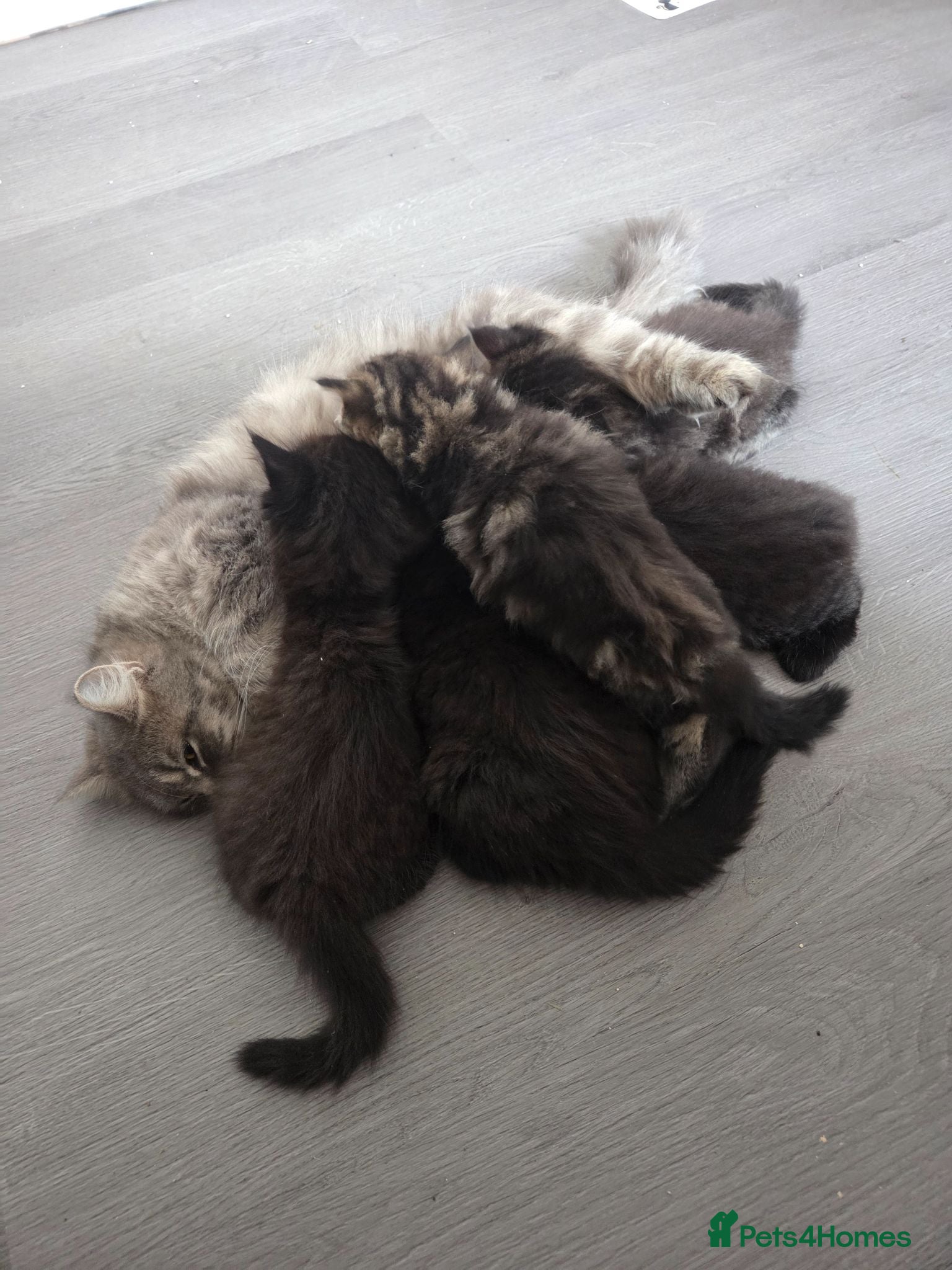 Ragdoll cats  kittens! - Advert 15