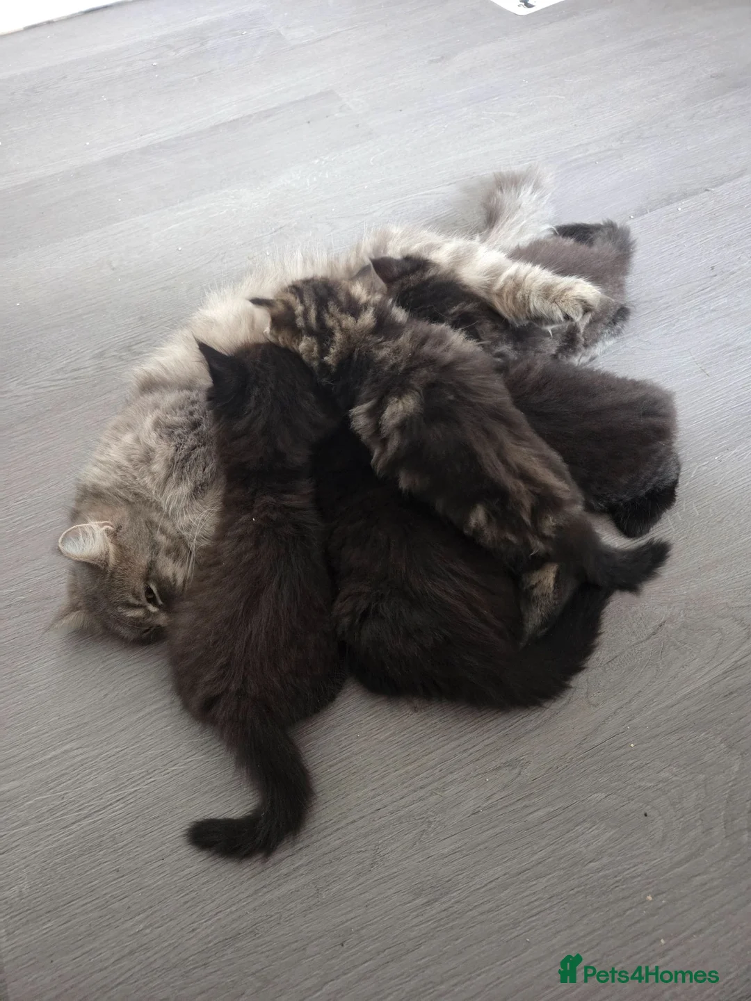 Ragdoll cats for sale:  kittens! - Advert 1