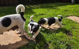 Jack Russell dogs for sale: Tricolour short legs Jack Russell  - Image 19