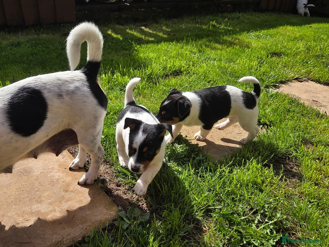 Jack Russell dogs for sale: Tricolour short legs Jack Russell  - Image 19