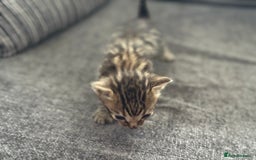 Bengal cats for sale: Russian Blue Bengal Kittens - Image 8
