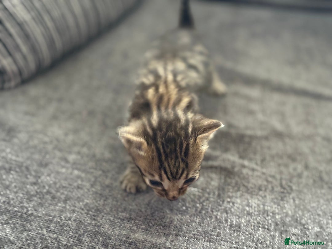 Bengal cats for sale: Russian Blue Bengal Kittens - Image 8
