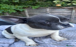 French Bulldog dogs for sale: Two male French bulldogs for sale - Image 4