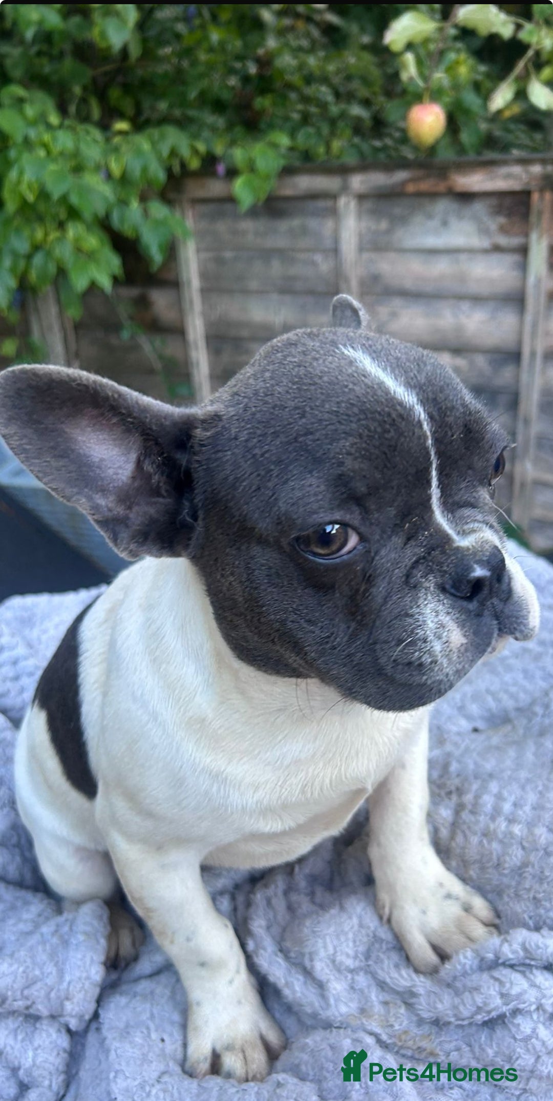 French Bulldog dogs for sale: Two male French bulldogs for sale - Image 4