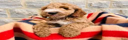 Cockapoo dogs for sale: 🧡💛 ADORABLE F1B COCKAPOO PUPPIES 💛🧡 - Advert 10