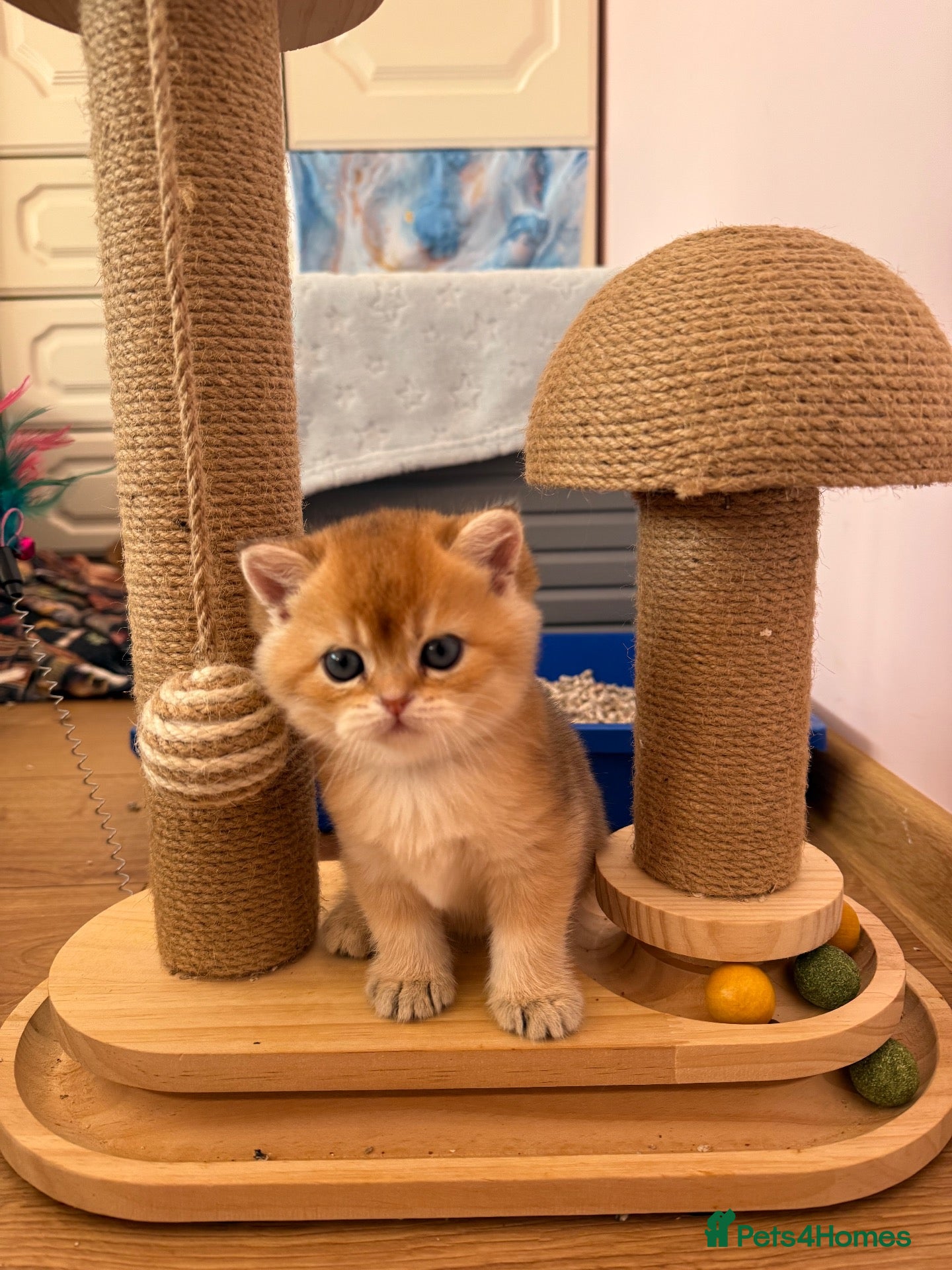 British Shorthair cats 🌟PREMIUM GOLDEN BRITISH SHORT/LONGHAIRS 🌟 - Advert 2