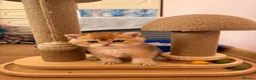 British Shorthair cats for sale: 🌟PREMIUM GOLDEN BRITISH SHORT/LONGHAIRS 🌟 - Advert 8