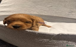 Cavapoo dogs for sale: Gorgeous Cavapoo Girl looking for loving home - Image 11