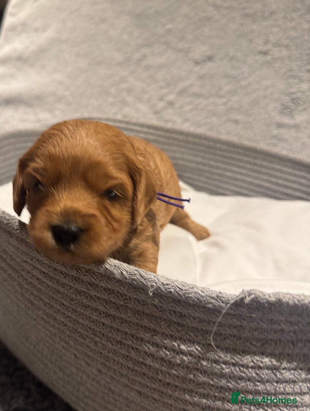 Cavapoo dogs for sale: Gorgeous Cavapoo Girl looking for loving home - Image 11