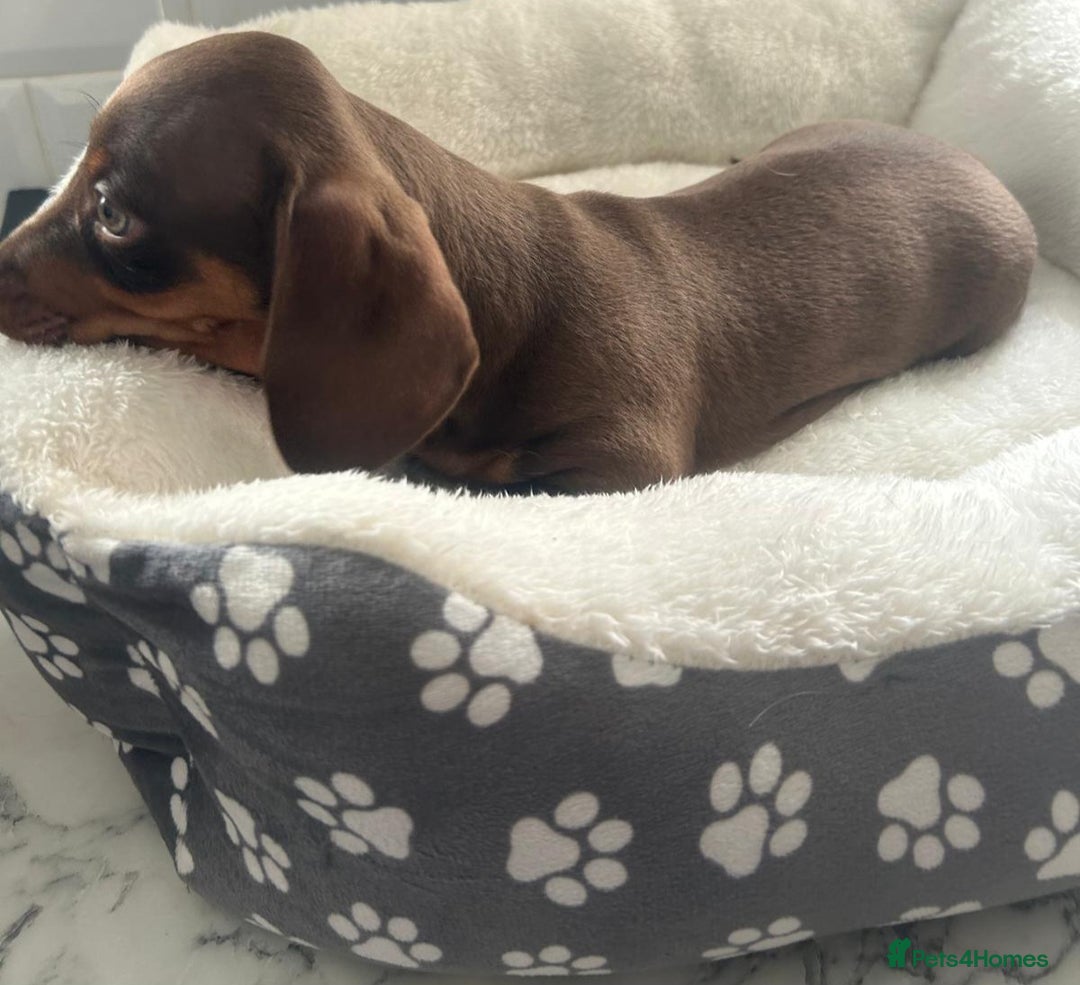 Miniature Dachshund dogs for sale: Miniature dachshund  - Image 14