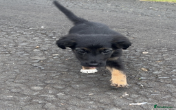 Mixed Breed dogs for sale: 🐾 Adorable Puppy Looking for His Forever Home 🐾 - Image 2