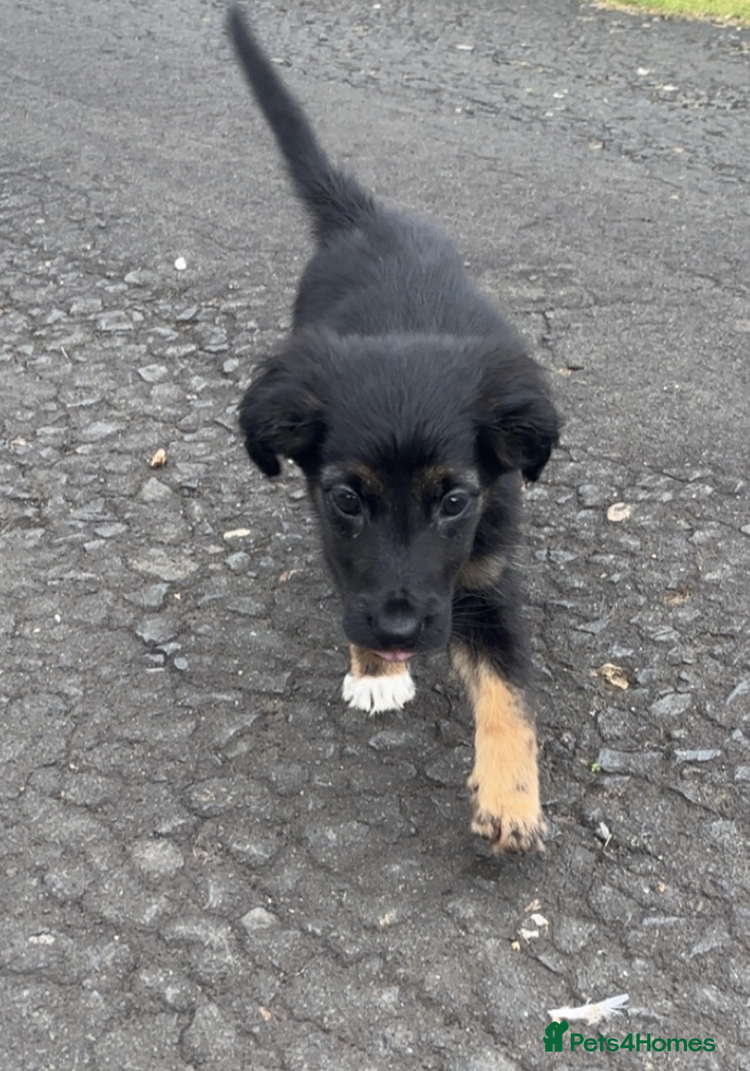 Mixed Breed dogs for sale: 🐾 Adorable Puppy Looking for His Forever Home 🐾 - Image 2