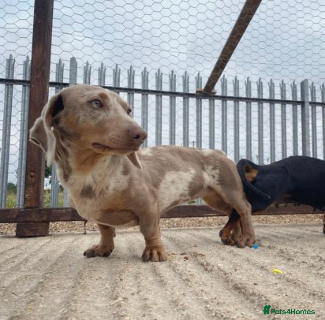 Miniature Dachshund dogs for stud: Desmond the Dapple in Alfreton - Image 3