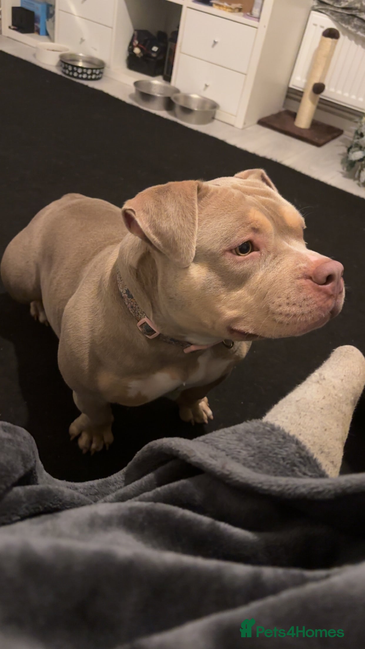 American Bully dogs Female micro bully (read full advert) - Advert 5