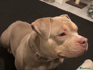 American Bully dogs Female micro bully - Advert 17