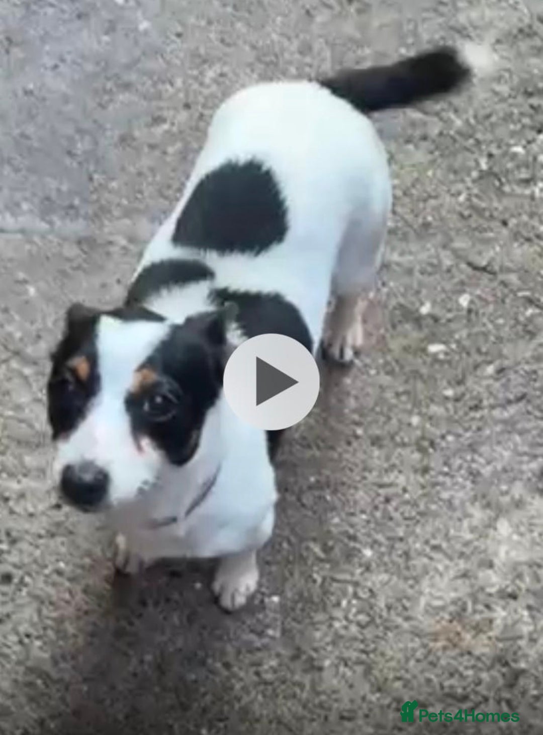 Jack Russell dogs for sale: Tyson the little jack Russel  - Advert 4