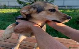 Mixed Breed dogs for adoption: 💖🐶 LOLLY 🐶💖 - Image 5