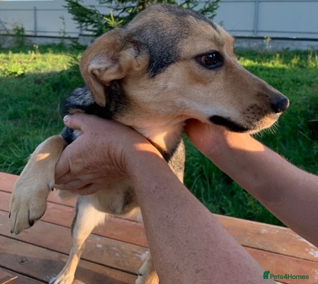 Mixed Breed dogs for adoption: 💖🐶 LOLLY 🐶💖 - Image 5
