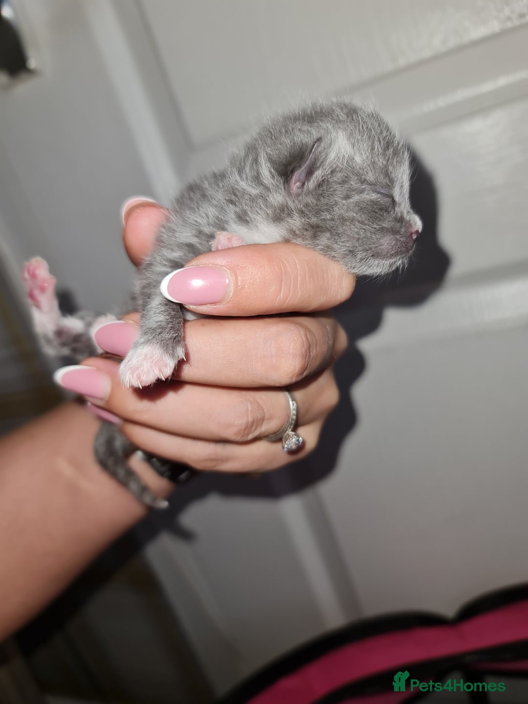 Ragdoll cats for sale: Seal mitted ragdoll/lilac bsh mix - Image 8