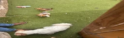 Mixed Breed dogs for sale: Chihuahua x terrier puppies for sale - Advert 11