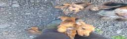 Mixed Breed dogs for sale: Cockerdale puppies looking for they new homes - Advert 18