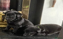 Mixed Breed dogs for sale: YOUR NEW BEST FRIEND IS WAITING!  - Image 14