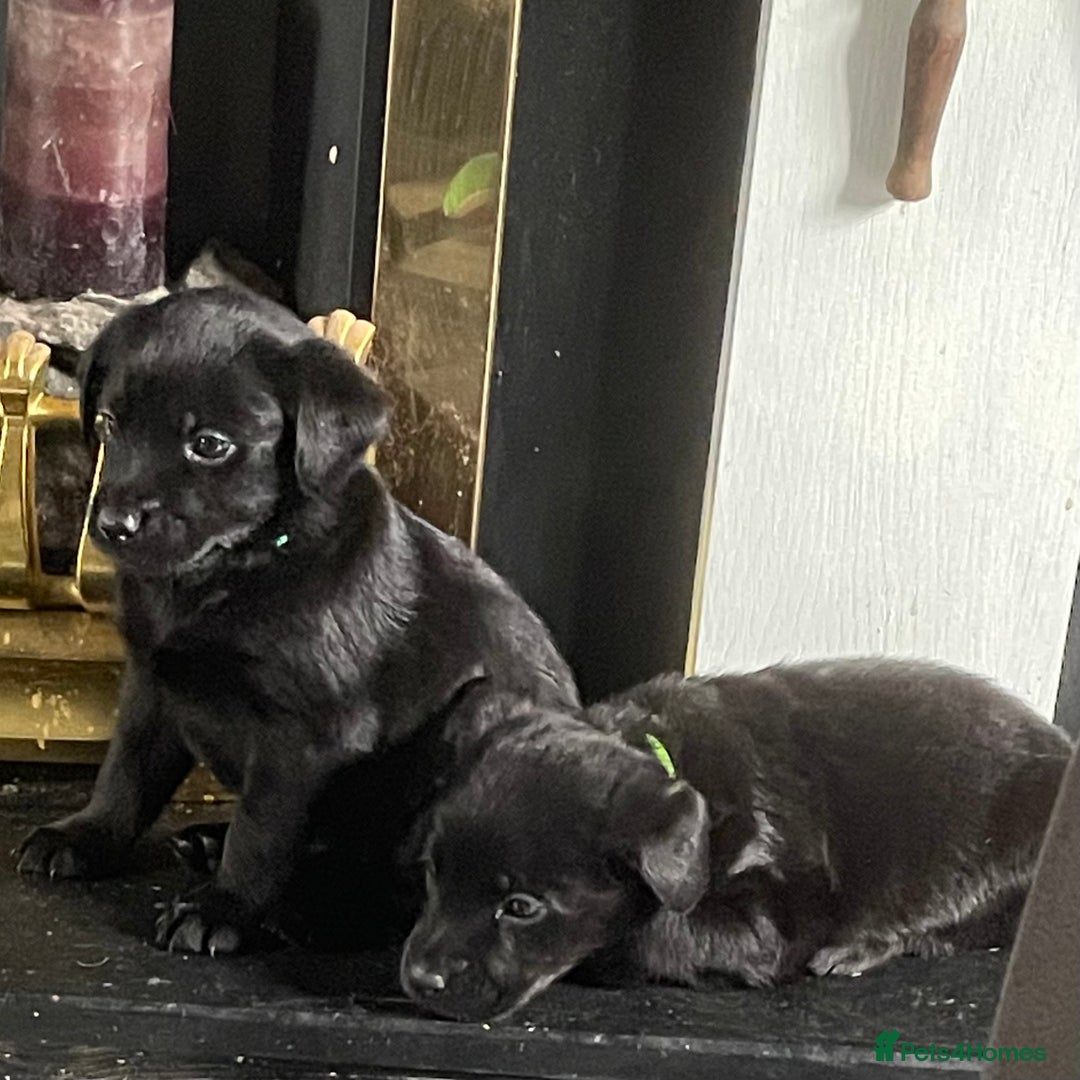Mixed Breed dogs for sale: YOUR NEW BEST FRIEND IS WAITING!  - Image 14
