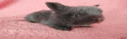 Mini Lop rabbits for sale: Baby mini lops for sale  - Advert 7