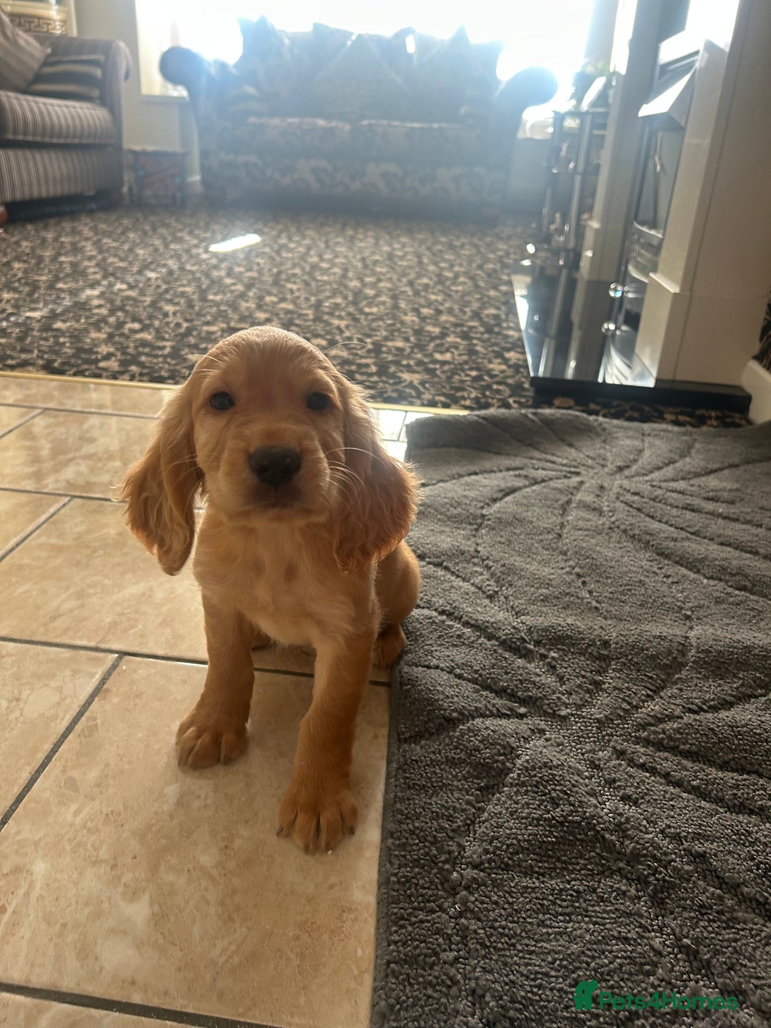 Cocker Spaniel dogs for sale: Cocker spaniel puppies ready to leave . - Image 7